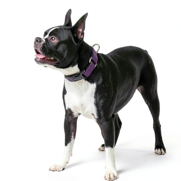 Hikiko Martingale Dog Collar Reflective Nylon Training Pet-2